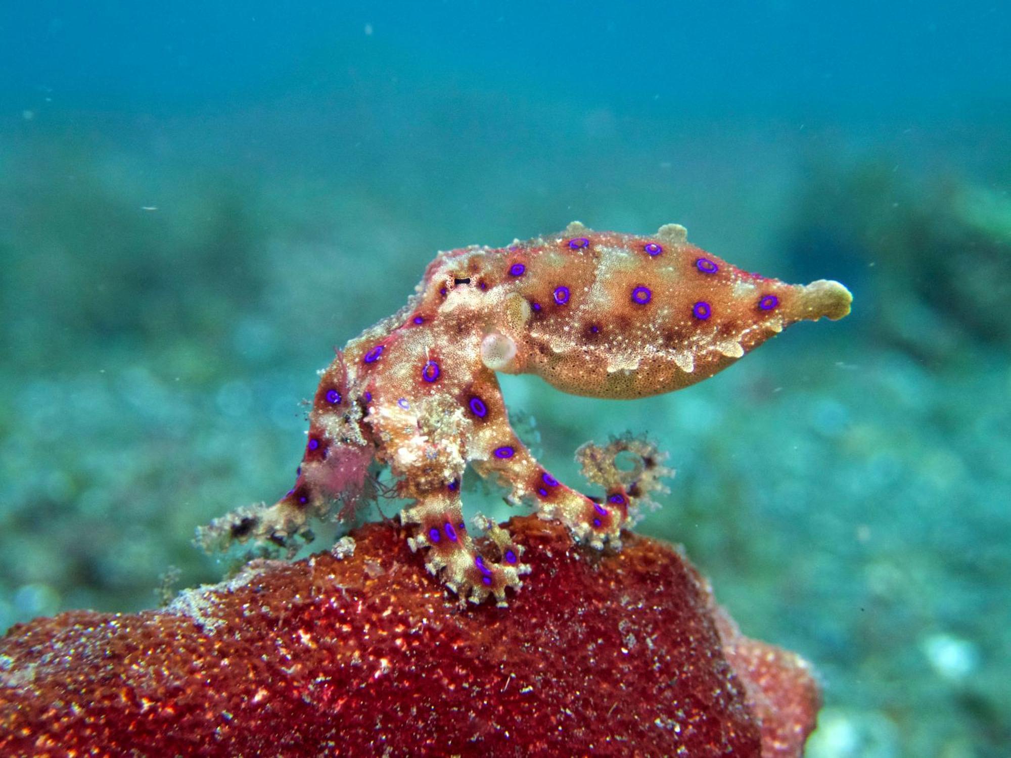 Cocotinos Lembeh A Boutique Dive Lodge Bitung Exterior foto